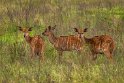 052 Tala Game Reserve, Zuid-Afrika